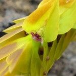 Bulbophyllum occultum Flower