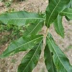 Quercus imbricaria List