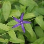 Vinca herbaceaBlüte