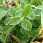 Trifolium fragiferum Yaprak