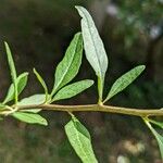 Lycium barbarum Leaf