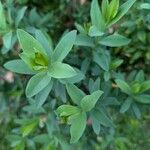 Polygala myrtifoliaYaprak