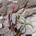 Hippeastrum reginae Õis