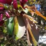 Malus × floribunda Leht