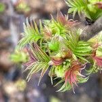 Sorbaria sorbifolia Blad