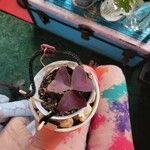 Oxalis purpurea Folha