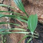 Coelogyne imbricata পাতা