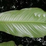 Rhodospatha pellucida 葉