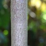 Hamelia patens Bark