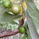 Muntingia calabura Fruit