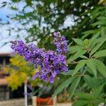 Vitex agnus-castusÕis