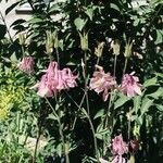 Aquilegia nigricansFlor