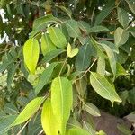 Syzygium guineense Blatt