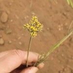 Lomatium triternatum Flower