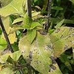 Monarda fistulosa 叶