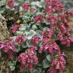 Origanum dictamnus Flower