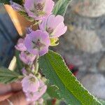Sphaeralcea angustifolia Hoja