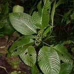 Psychotria panamensis Jani