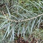 Salix rosmarinifolia Blatt