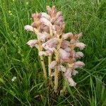 Orobanche caryophyllacea Natur