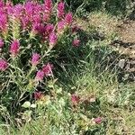 Melampyrum arvense Flower