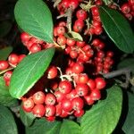 Cotoneaster coriaceus Frugt