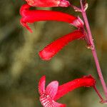 Penstemon utahensis Flower