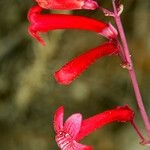 Penstemon utahensis 花