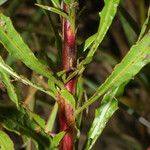 Oenothera filipes বাকল