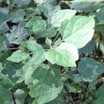 Clerodendrum chinense 葉