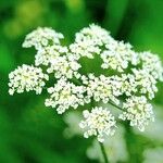 Chaerophyllum aureum Цветок