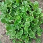 Brassica juncea पत्ता