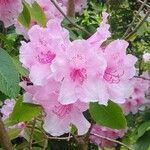 Rhododendron maximum ফুল