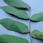 Rhus glabra Hoja