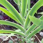 Iris domestica Leaf