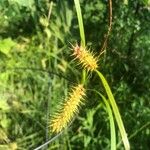 Carex luridaبرگ