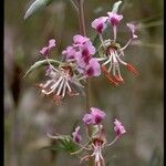 Clarkia tembloriensis 花