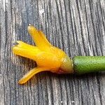 Hatiora salicornioides Flower