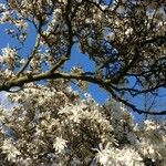 Magnolia stellataFlower