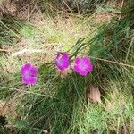 Dianthus balbisii Flor