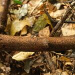 Cnestis corniculata Bark