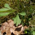 Ranunculus micranthus Leaf