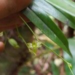 Angraecum multiflorum Flower