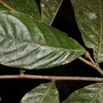 Hirtella trichotoma Fruit