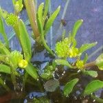 Ranunculus nodiflorus