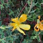 Hypericum balearicum Blüte