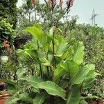 Canna indica Vekstform