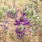 Eryngium leavenworthii 花