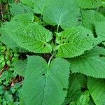 Salvia glutinosa Leaf