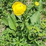 Trollius europaeusКветка